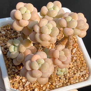 橙透圆胖 群生 多肉植物 一物一拍 多肉 洛可可 大七 达芙妮