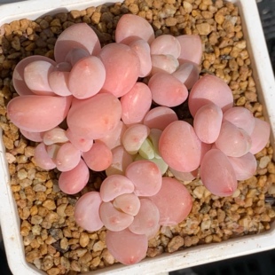 香水洛神  群生 果冻橙粉色 超透 多肉植物 一物一拍 大七的多肉