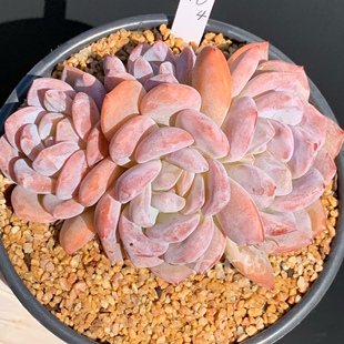 橙梦露 多肉植物 一物一拍 大七的多肉植物