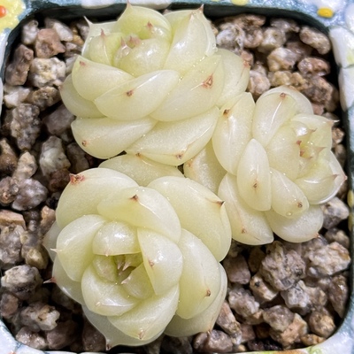 玉檀麦秆一物一拍大七的多肉