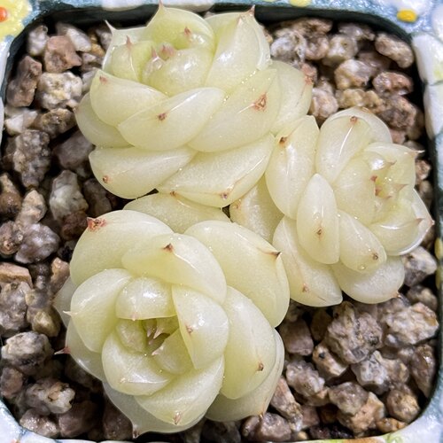 玉檀麦秆一物一拍大七的多肉