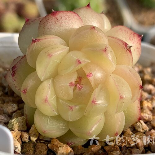 水晶麦秆大七的多肉一物一拍