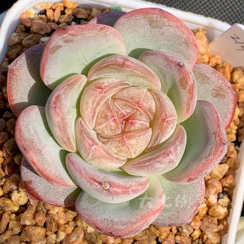 星星珍妮大七的多肉一物一拍