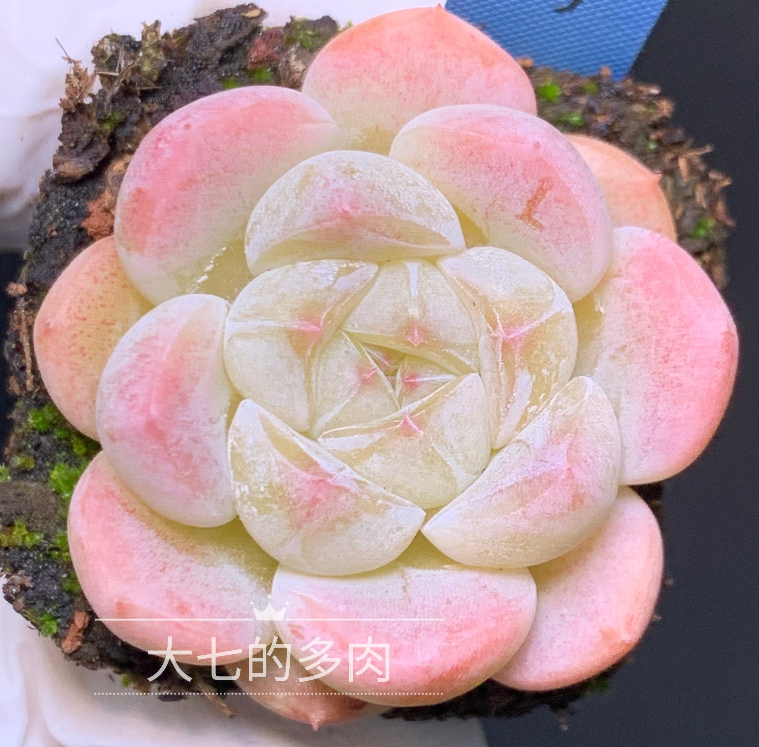 糖心锦婳\星星梦 多个体 优选  多肉植物 一物一拍 大七的多肉,鲜花速递/花卉仿真/绿植园艺,多肉植物,淘宝优惠券,粉丝福利购,淘宝优惠卷