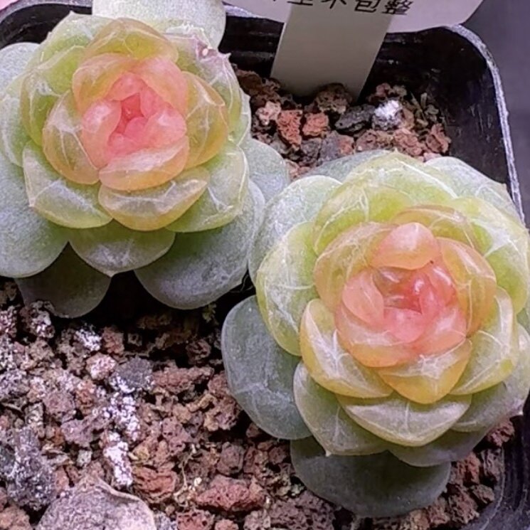 火烈鸟甜心一物一拍大七的多肉