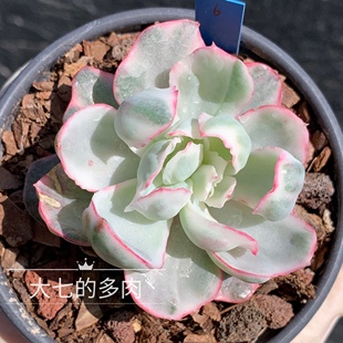 伯克利锦 蕾丝边   多肉植物 一物一拍 大七的多肉