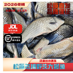 吉林松原冬捕大鲫鱼礼盒装5－10斤一箱大鲫鱼查干臻品礼盒装包邮