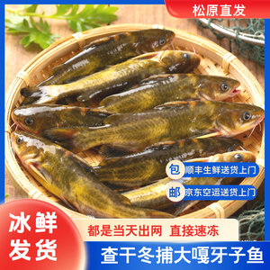 吉林松原查干湖小镇冬捕嘎牙鱼 鳌花鱼 鳊花鱼 柳跟鱼5－10斤包邮