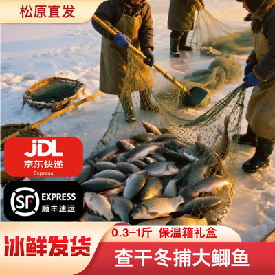 吉林松原查干湖冬捕鲫鱼礼盒装5－10斤一条冬捕查干湖鲫鱼包邮