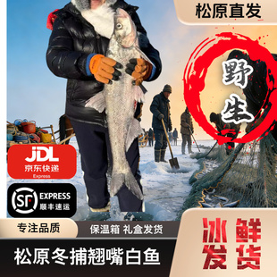 吉林松原冬捕大白鱼礼盒装5斤-10斤白鱼吉林松原包邮