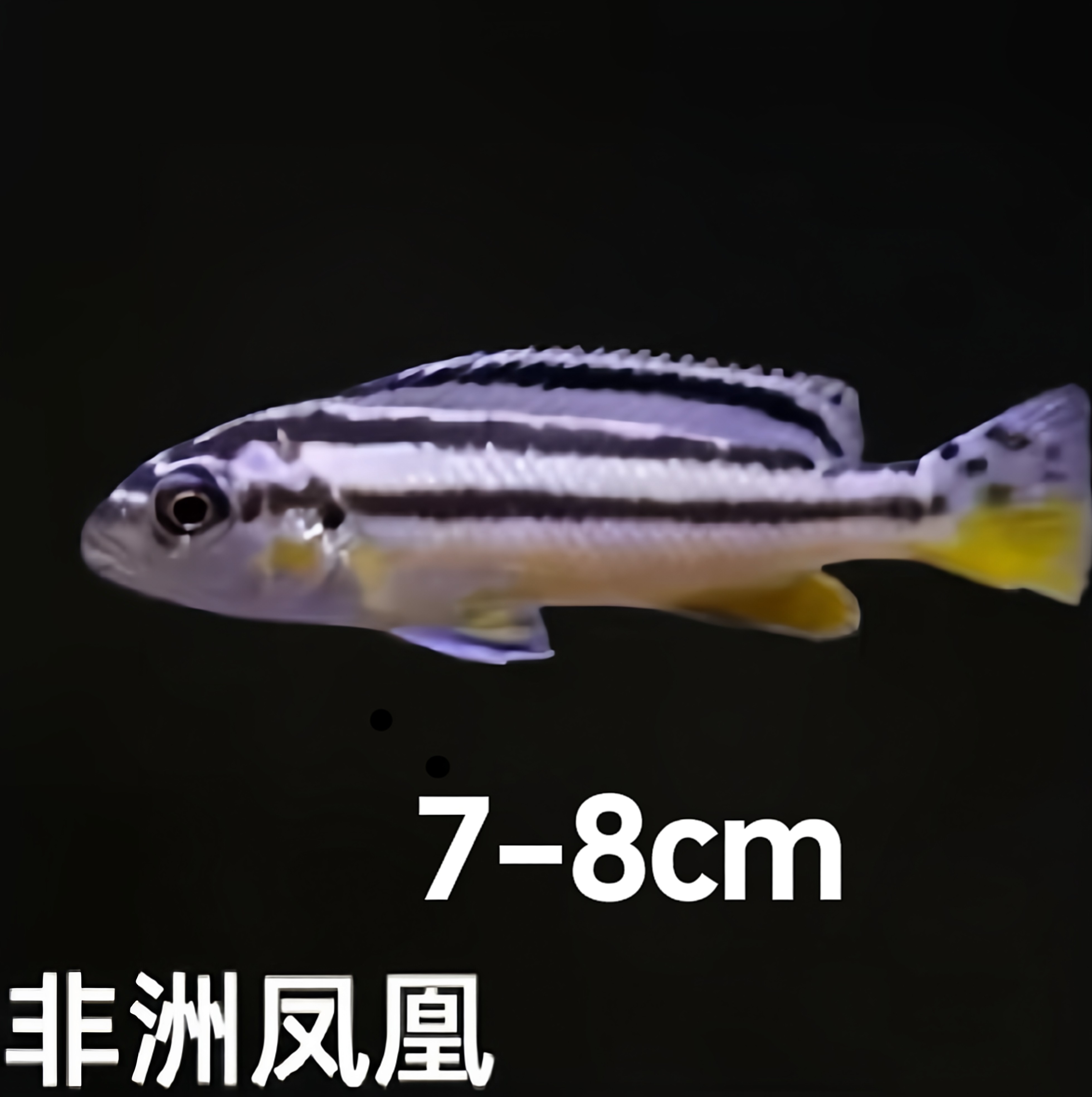 三湖慈鲷热带观赏鱼好养活的