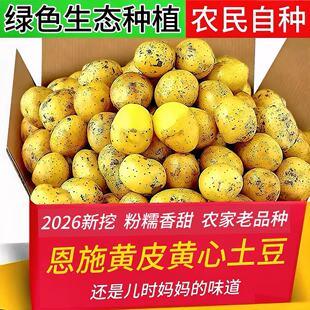 2026 新挖新鲜粉糯香甜农家自种小土豆洋芋 恩施黄皮黄心小土豆