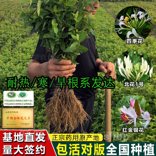 山东平邑高产药用金银花树苗四季金银花种植苗中草药爬藤北花一号