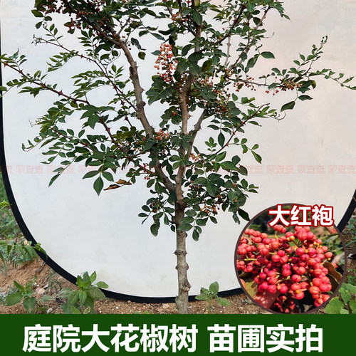 大红袍花椒树庭院大树地栽盆栽