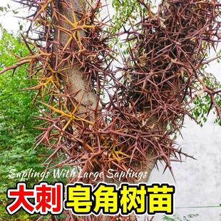 大刺皂角苗皂刺树苗皂荚树苗药用皂角树苗大刺篱笆防护栏绿化庭院