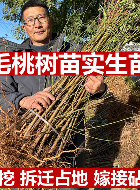 山东桃树砧木嫁接桃树苗毛桃苗占地苗原生苗南北方种植没发芽