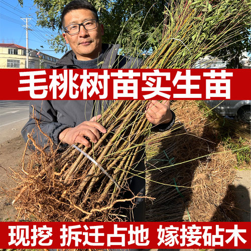 山东毛桃苗实生苗嫁接砧木没开花