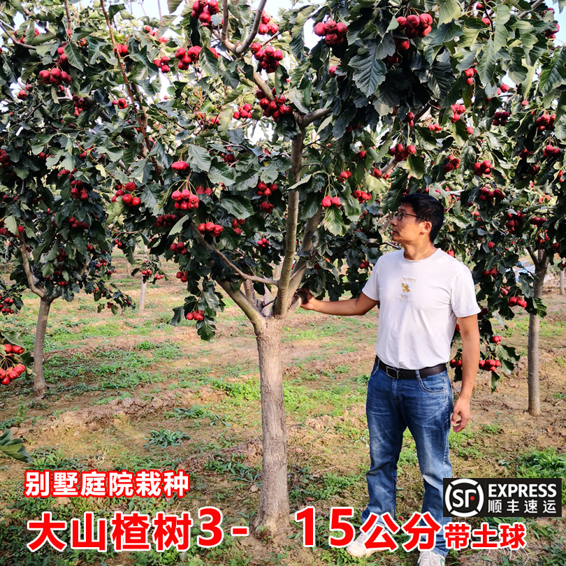 大山楂树庭院盆栽选树现挖顺丰