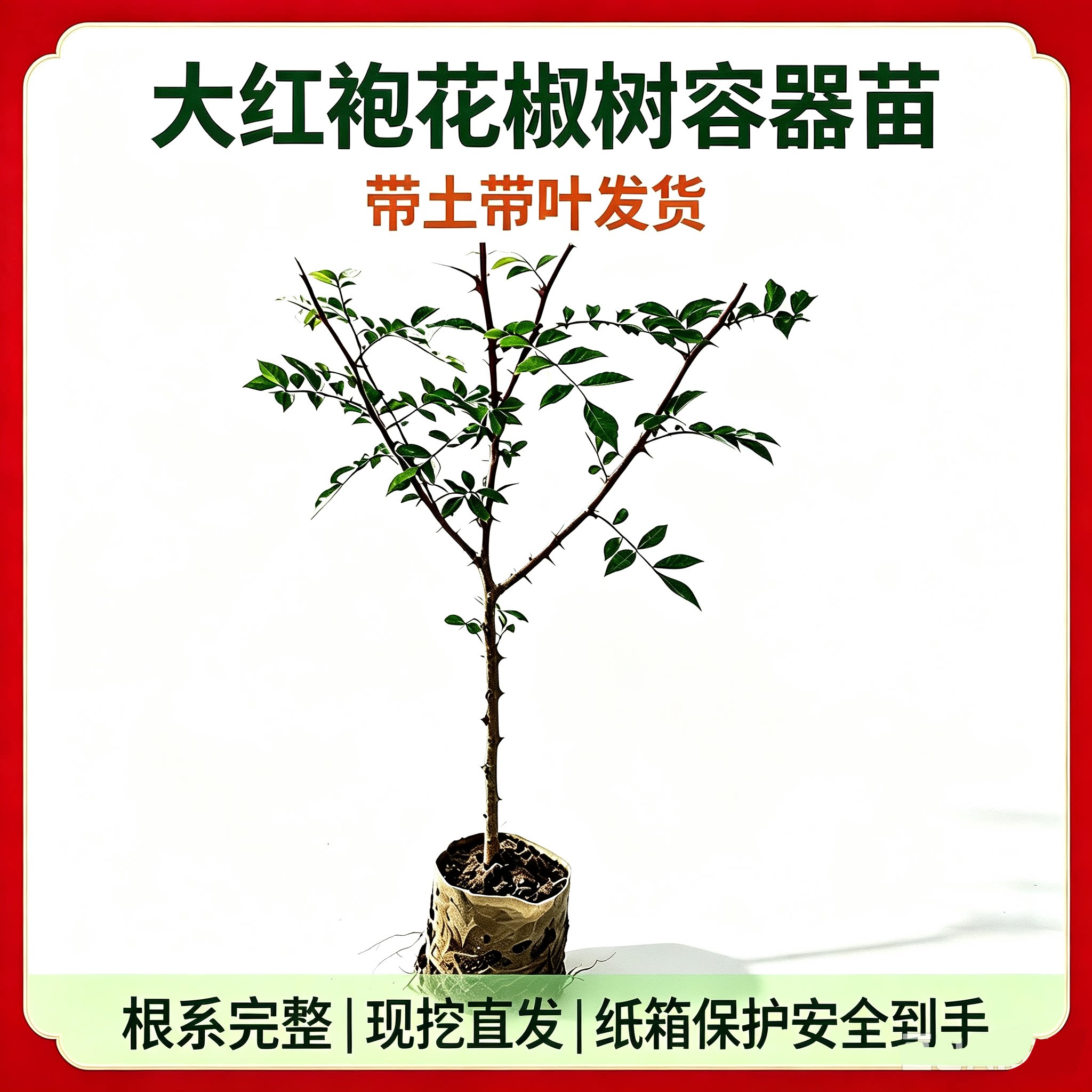 大红袍花椒树苗营养杯带土带叶图片