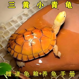 小青龟黄喉拟水龟金钱龟幼苗幼龟小宠陆地观赏龟水龟乌龟活体宠物