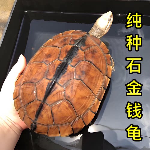 纯种金钱龟三线闭壳龟黄喉拟水龟石金钱苗黄头招财小宠物乌龟活体