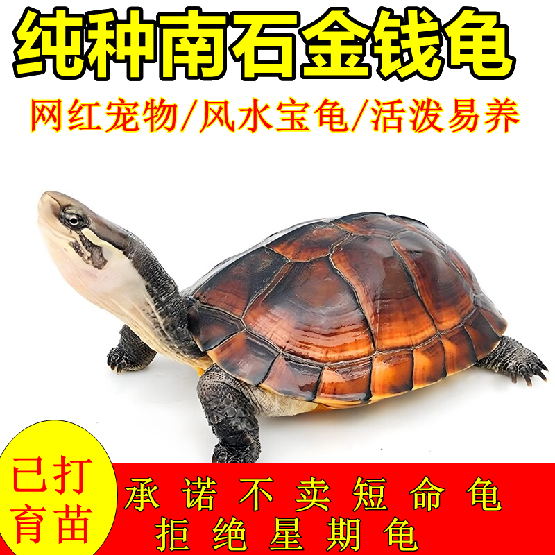纯正金钱龟黄金龟稀有观赏龟活物越南石纯种金钱龟小乌龟宠物