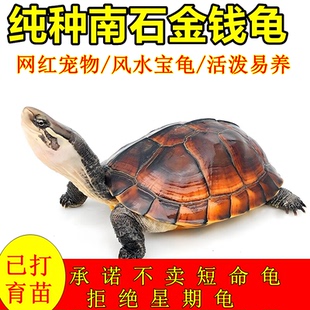 纯正金钱龟黄金龟稀有观赏龟活物越南石纯种金钱龟小乌龟宠物
