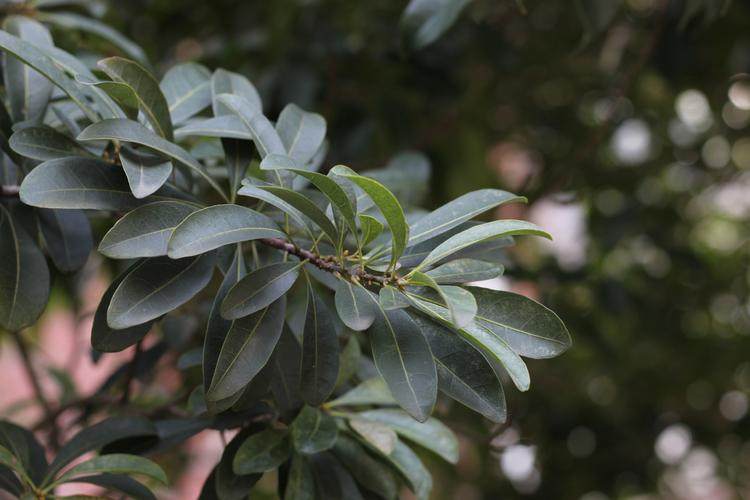 新鲜杨梅树叶 南方杨梅枝叶硬丝杨梅叶东魁杨梅干叶