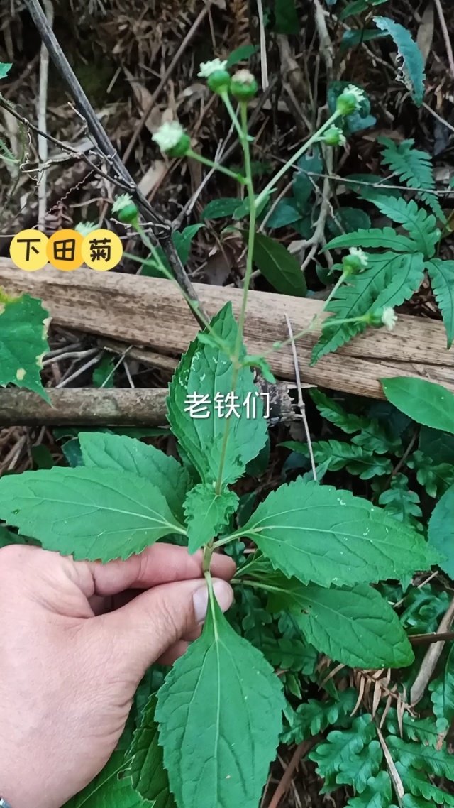 中药材鲜下田菊  风气草 500克白龙须水胡椒汗苏麻草药猪耳朵叶