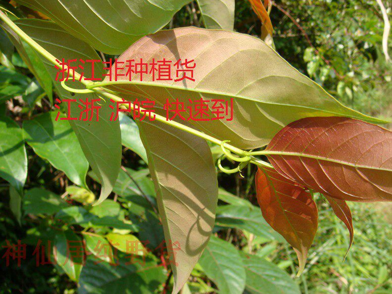 新鲜倒钩藤 现采双钩藤鹰爪风中草药吊风根金钩草倒挂刺枝叶 包邮