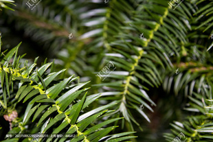 药用天然现摘新鲜杉树叶中草药杉树枝叶树根新鲜真叶子中药材名茶