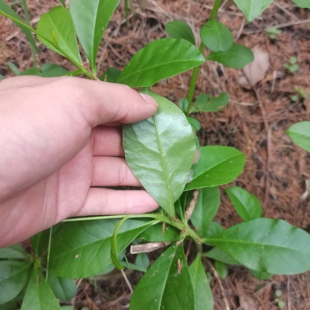浙江高丽参新鲜土人参可煲汤食用现挖现发可种植盆栽人参菜根