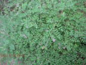 干木蓝 槐蓝 500克 中药材 大蓝青 大青蓝 干水蓝印度蓝 青仔草