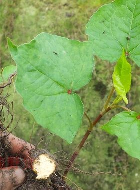 天然金荞麦苗正品新鲜苦荞麦根苗 开金锁种苗金荞麦菜可食用