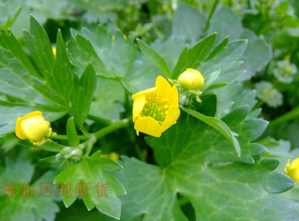 中药材外敷非鲜花野外新鲜毛茛紫茎毛莨茴茴蒜起泡外用中草药一份