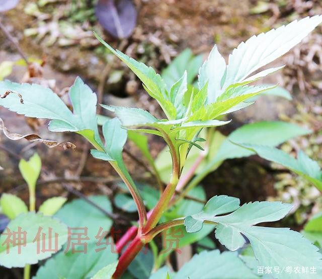 新鲜福建败酱草苗 苦菜干苦斋婆苦抓 自晒野菜干清火去热野苦菜苗