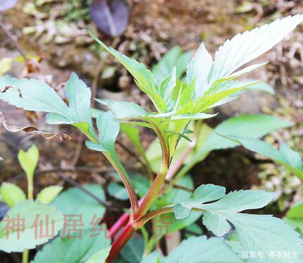 新鲜福建败酱草苗 苦菜干苦斋婆苦抓 自晒野菜干清火去热野苦菜苗
