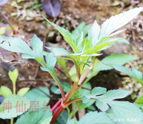 败酱草苗干清火苦斋婆白花败酱草