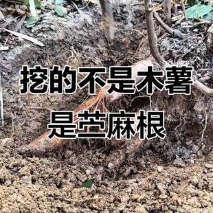 现挖鲜苎麻根止血安胎中草药干苎麻叶野麻跌打损伤青麻白麻现挖纯