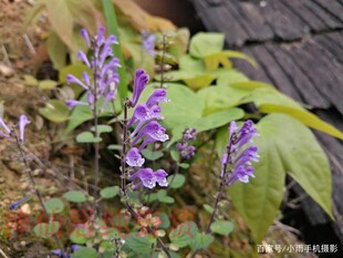 可种韩信草苗中药材 耳挖草 大力草 向天盏 栽种干货 新货内廷用