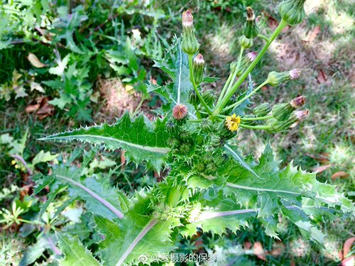 新鲜花叶滇苦菜根苗苦菜干苦苣菜续断菊 刺菜 恶鸡婆天香菜野菜种