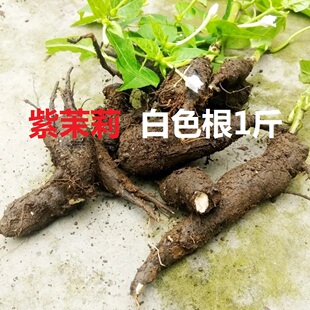 现挖紫茉莉根  白花入地老鼠新鲜中药材天然胭脂花头种煲汤根花粉