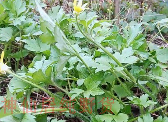正宗新鲜中药材毛茛草茴茴蒜 外敷 起泡草紫茎扬子草鸭脚板野包邮