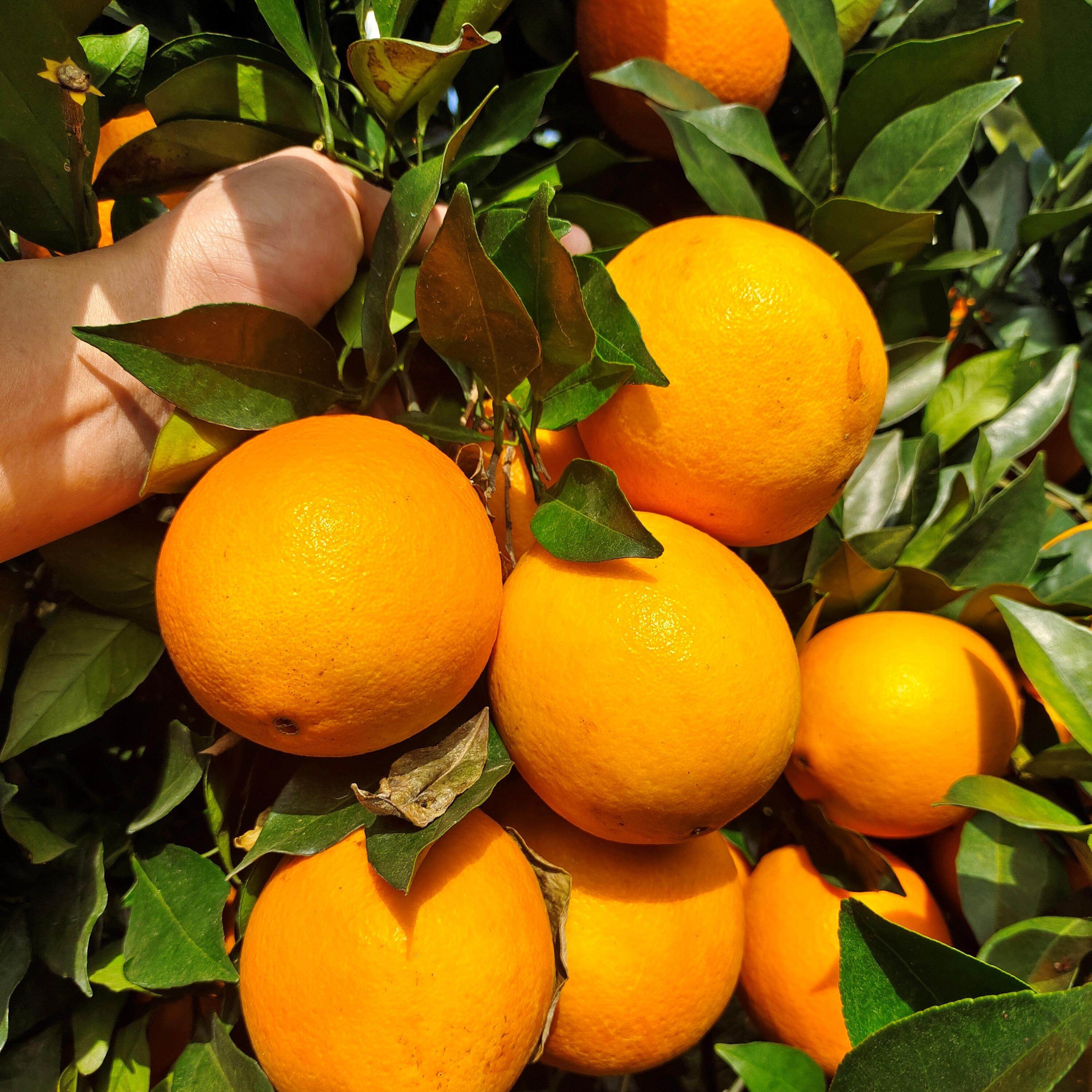 福建古田脐橙自家果园现摘现发