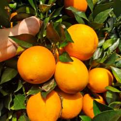 橙子鲜生脐橙带箱10斤橙子应当季水果新鲜包邮古田橙手剥冰糖甜橙