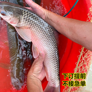 新鲜麦鲮鱼赤眼鲮2斤泰国鲮淡水鱼红烧清蒸晏请食材顺丰发货