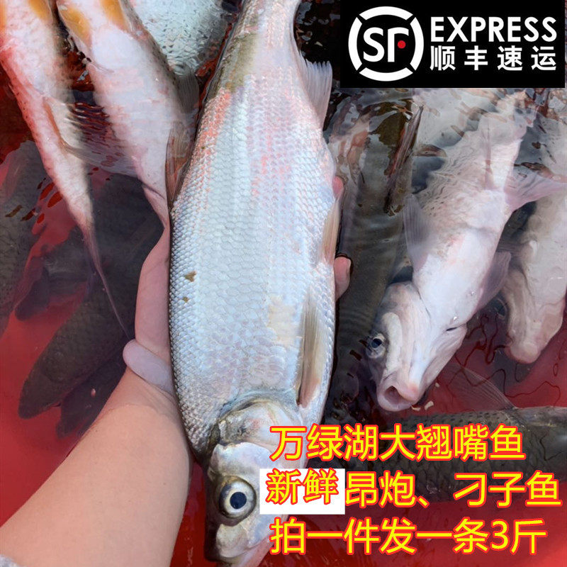 万绿湖新鲜翘嘴鱼3斤淡水鱼现杀鲌白鱼大白刁撅嘴鱼昂炮清蒸宴请