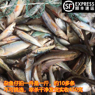 新鲜小杂鱼山坑 仔沙勾小溪味道鲜美零食万绿湖社区团购顺丰生鲜