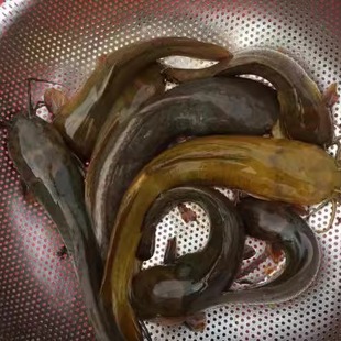 山坑鱼塘鲺鱼淡水鱼滑哥划属鱼本地塘虱塘食真空保鲜速冻发货