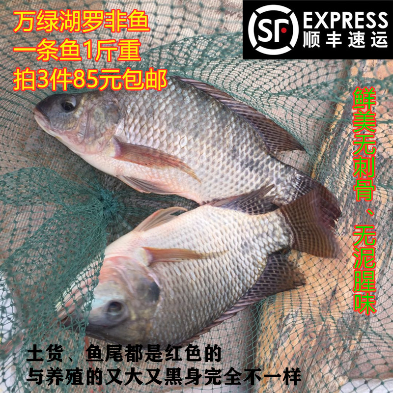 新鲜罗非鱼1斤福寿鱼无刺非洲鲫万绿湖活宰河源土货原生态发顺丰 水产肉类/新鲜蔬果/熟食 淡水鱼类 原图主图